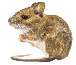 1616419531994_mouse_isolated_small_scaled-2