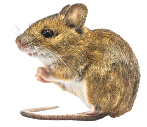 1616419531994_mouse_isolated_small_scaled-2