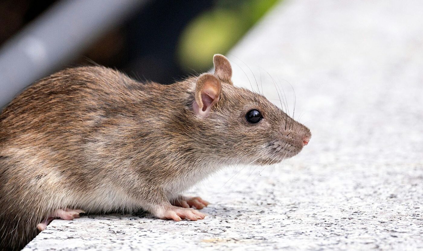 Rodent Control Services in Ashburn Va Rodent Control Services in Ashburn Va