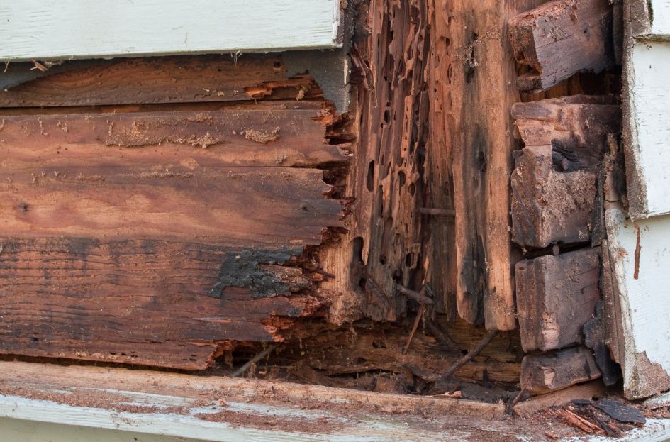 Termite control Termite control