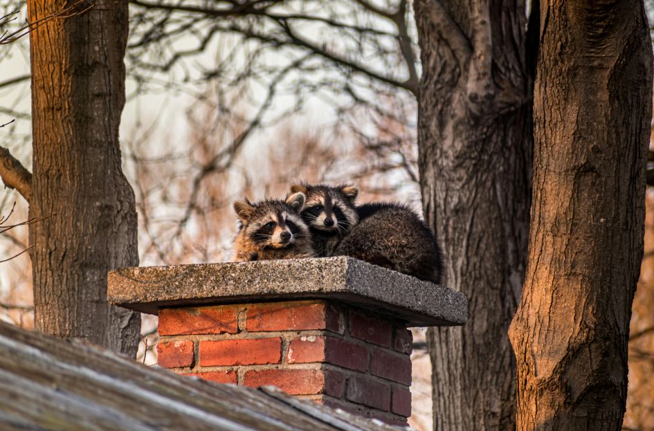wildlife removal wildlife removal