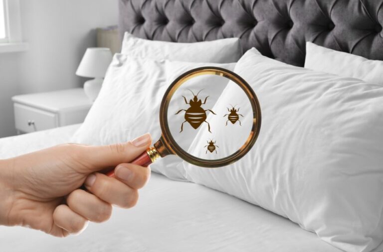 how to identify bed bugs