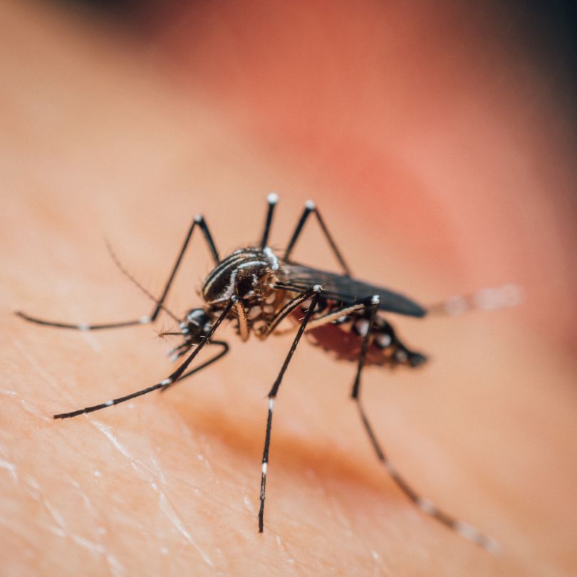 mosquito-control