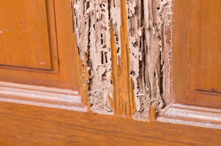 Signs of Termite Damage