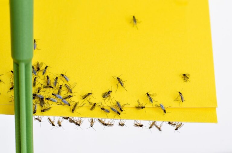 Can Pest Control Get Rid of Gnats