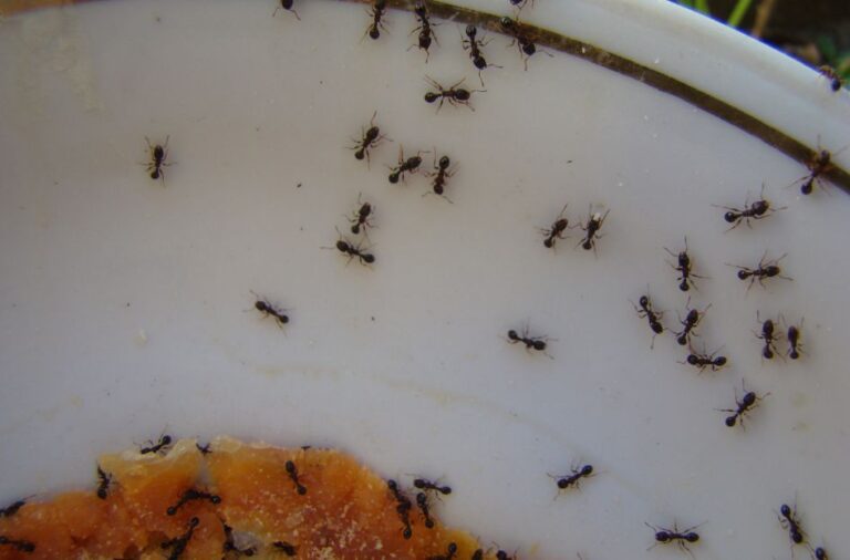 Why Is It So Hard to Get Rid of Ants