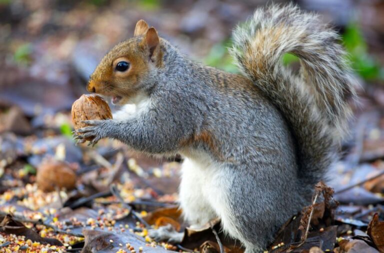 How to Prevent Wild Animals from Entering Your Attic or Basement