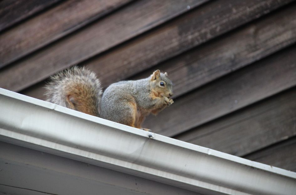 Signs You Might Have a Wildlife Infestation in Your Home