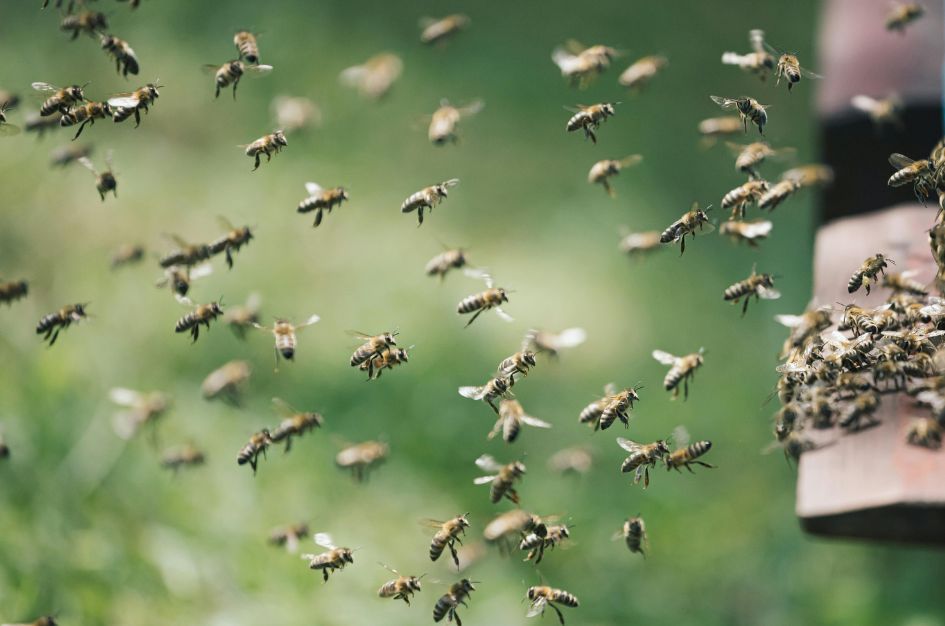 Spring Pest Emergencies What to Do When You Spot Infestations