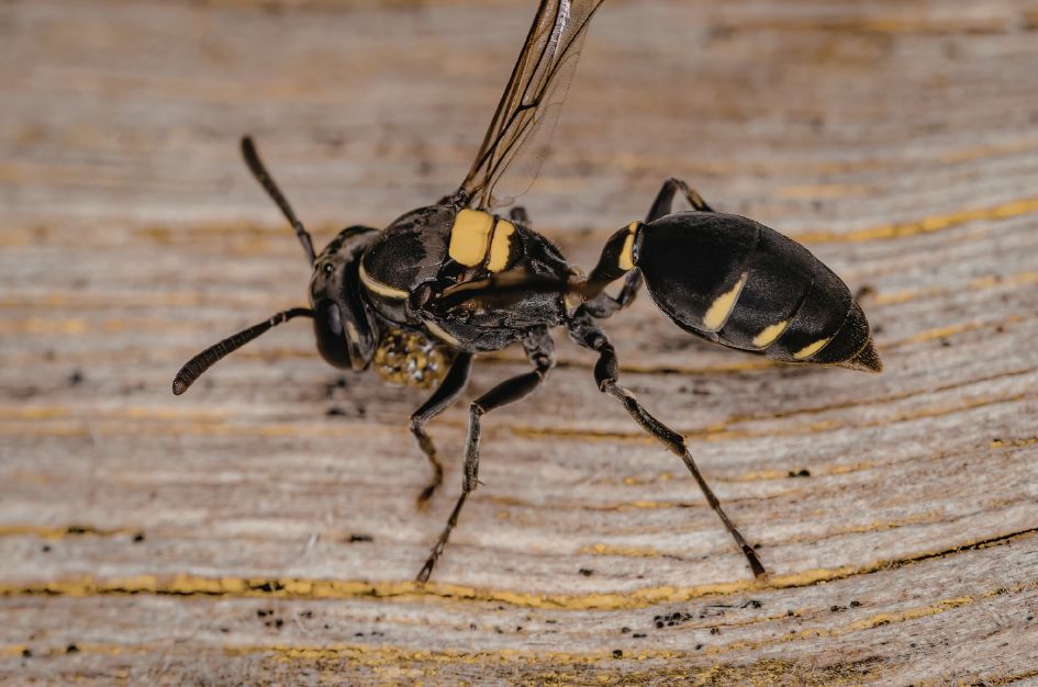 Top 5 Stinging Insects You Might Encounter This Spring