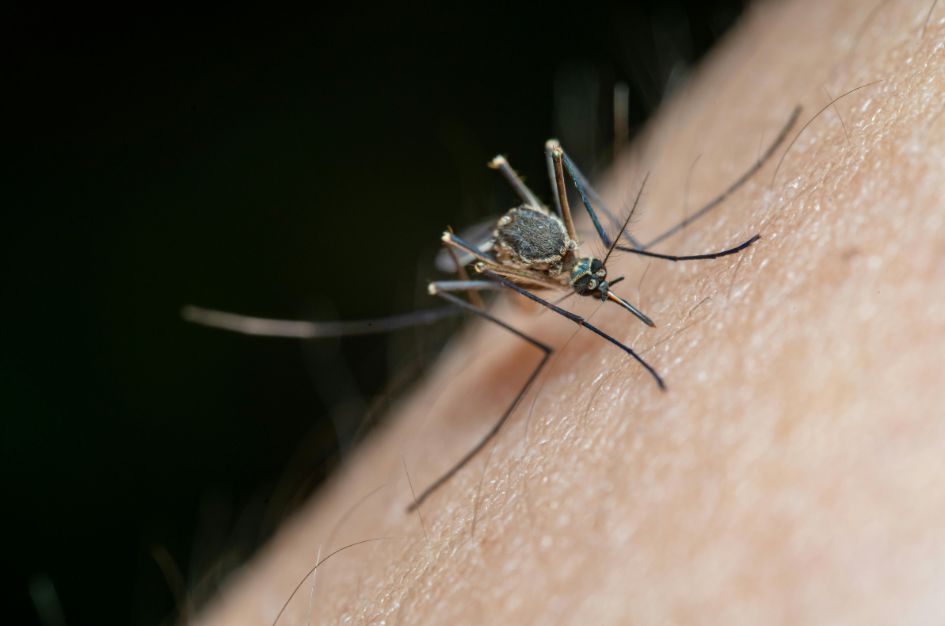 Top Ways to Reduce Mosquitoes in Your Yard This Spring