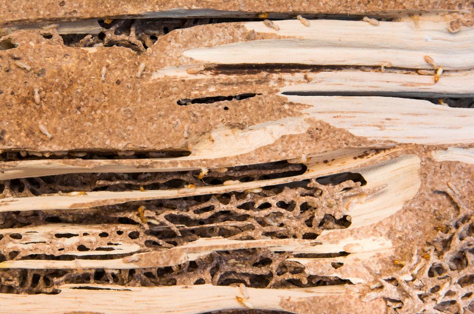 Why Moisture Around Your Home Can Lead to Termites