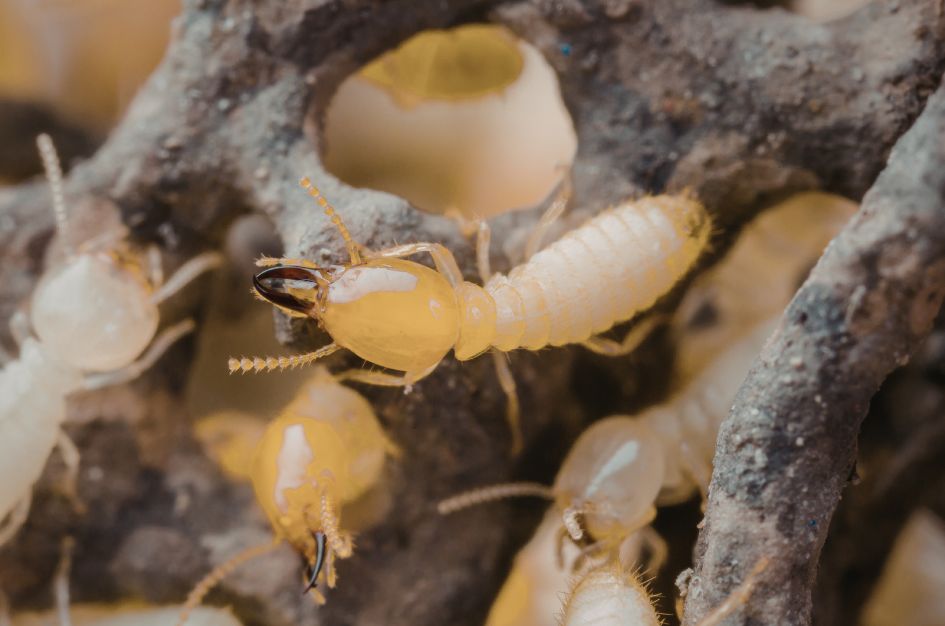 Why Spring Is Termite Season and How to Protect Your Home